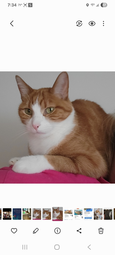 Entry image for Sonny. Clicking this image will show a larger photo