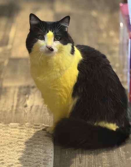 Entry image for Rajah. Clicking this image will show a larger photo
