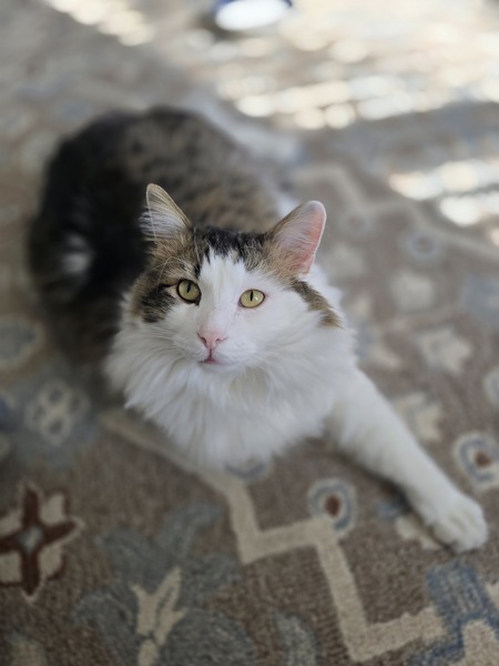 Entry image for Bud the FIV cat. Clicking this image will show a larger photo