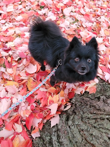 Entry image for Maddy. Clicking this image will show a larger photo