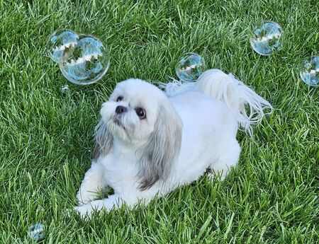 Entry image for Sassy. Clicking this image will show a larger photo