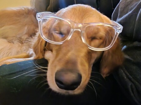 Entry image for Millie . Clicking this image will show a larger photo