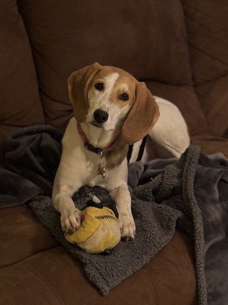 Entry image for Millie. Clicking this image will show a larger photo