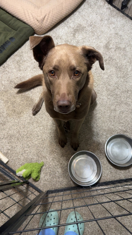 Entry image for Daisy. Clicking this image will show a larger photo