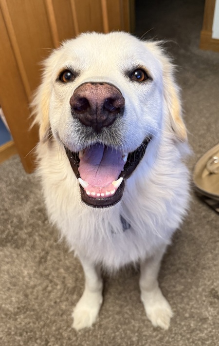 Entry image for Teddy. Clicking this image will show a larger photo