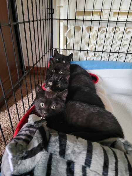 Foster Litter of Four Fruits: Mango, Strawberry, Kiwi, and Pineapple
