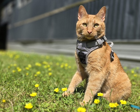 jasper