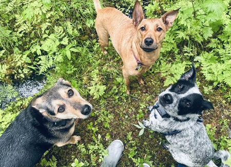 Zoey, Echo, Atlas