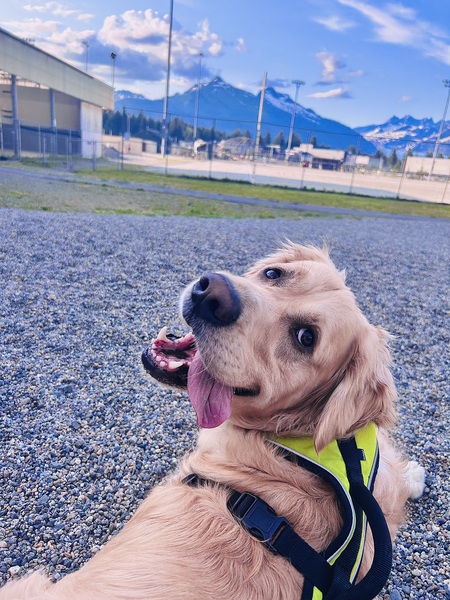 Arlo