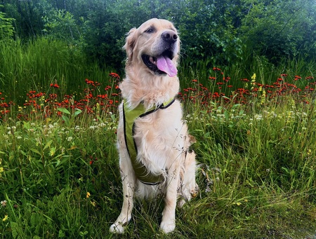 Arlo