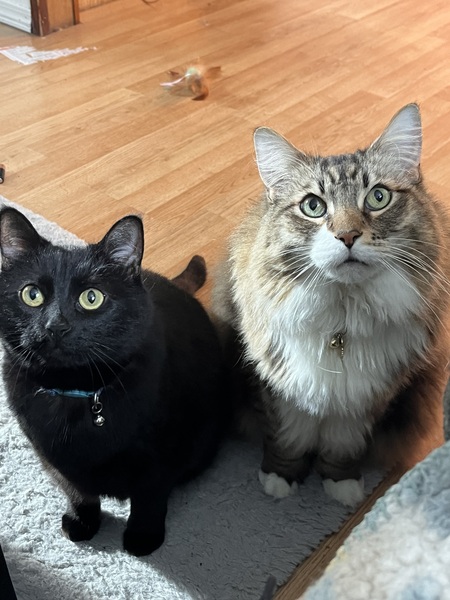 Razzouli and Lituya