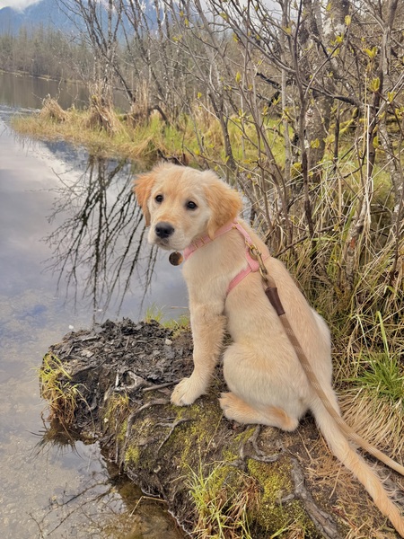 Entry image for Roo. Clicking this image will show a larger photo