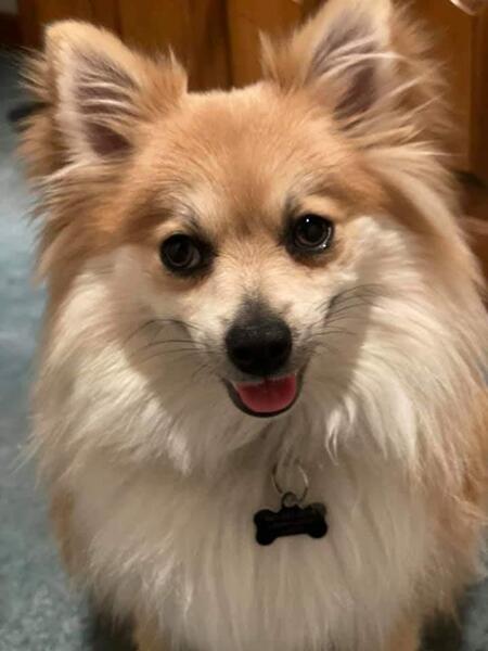 Teddy