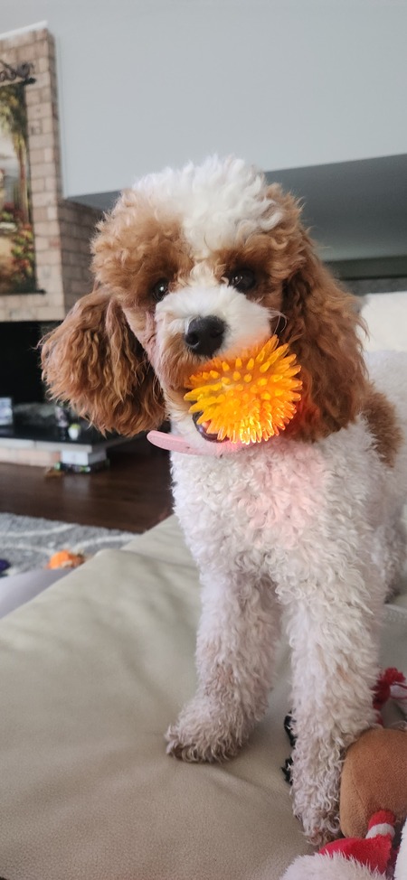 Sofie