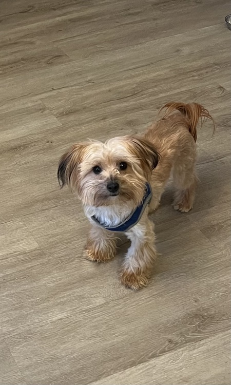 Teddy