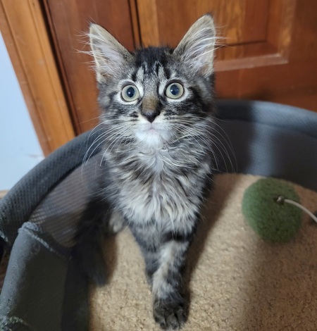 Artichoke (Adopt Me)