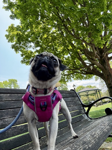 Willi T Pug