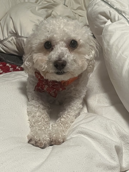 Buddy