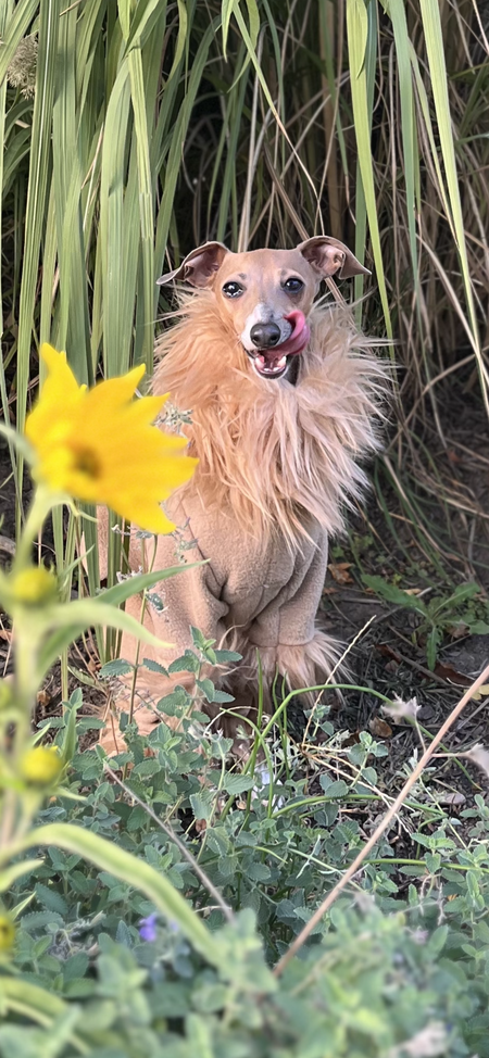 Nacho