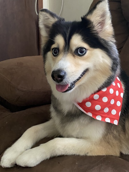 Bandit 