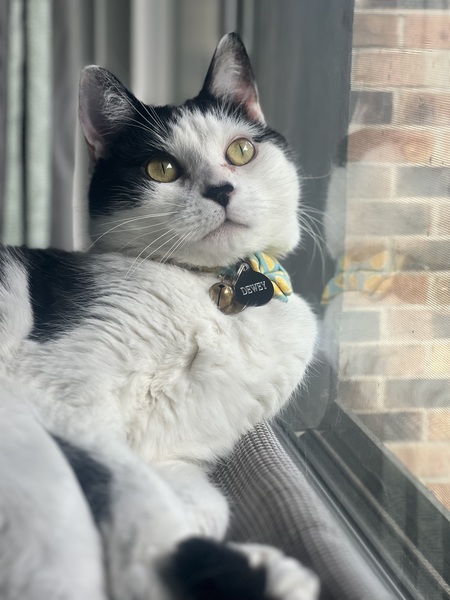 Dewey
