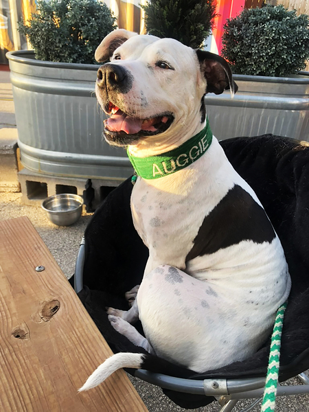 Auggie Doggie