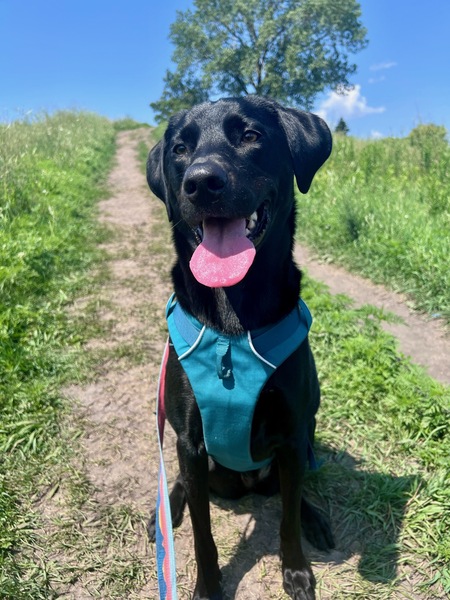 Koda