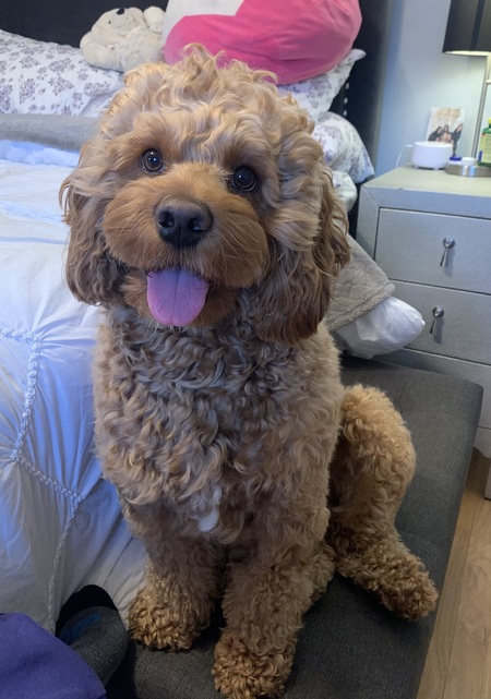 Chewy 