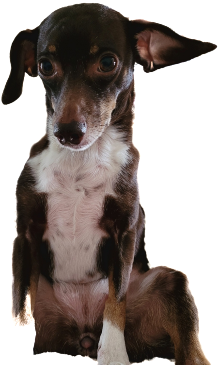 NizzyBug