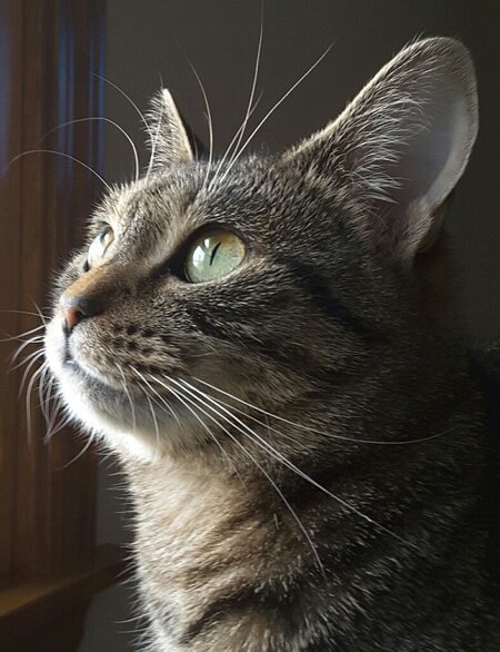 Dixie