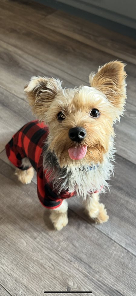 Milo 