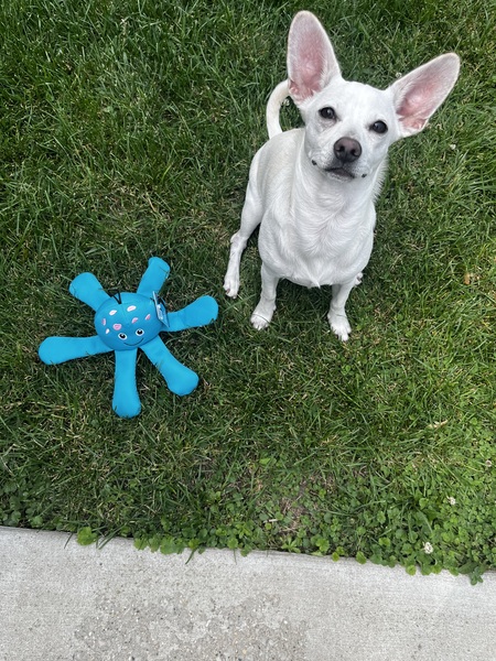Finn