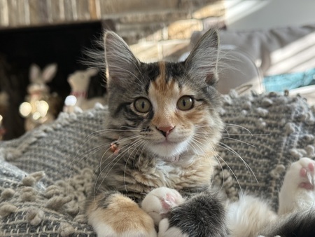 Tricity Felicity McPurr