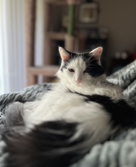 Scooter Pie (aka Shu Shu)