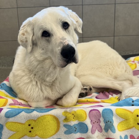 Charlie (Adopt Me)