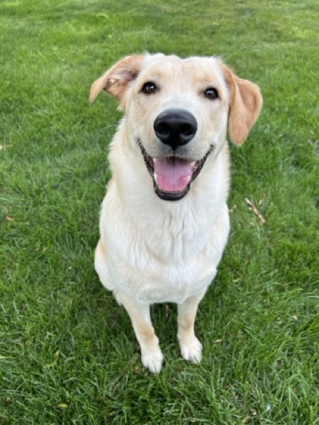 Maya 