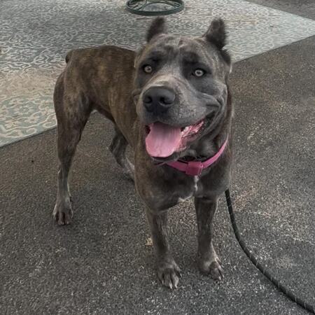Hadley (Adopt Me)
