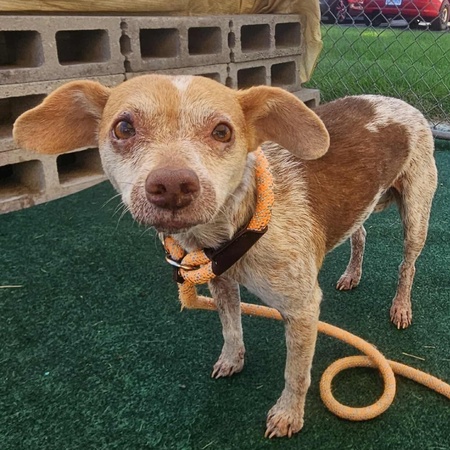Entry image for Sadie Little (Adopt Me). Clicking this image will show a larger photo