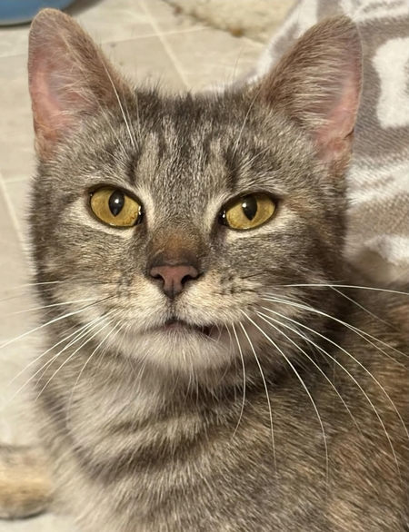 Maisey (Adopt Me)