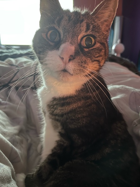 Baby Cat