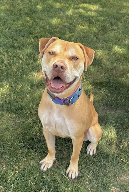 Giselle (Adopt Me)