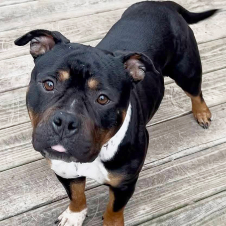 Breanna (Adopt Me)