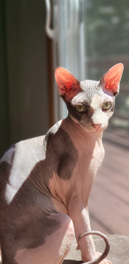 Prince Philip VonChesterfield Esq.
