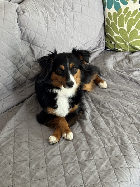 Maxie