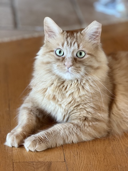 JERRY-The Feral 