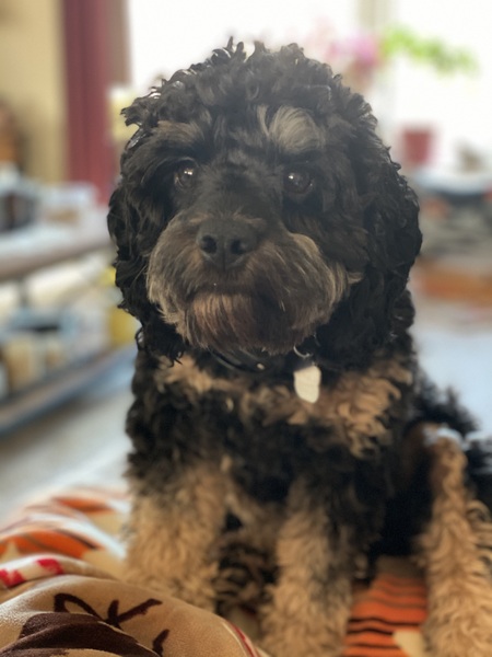 Oscar