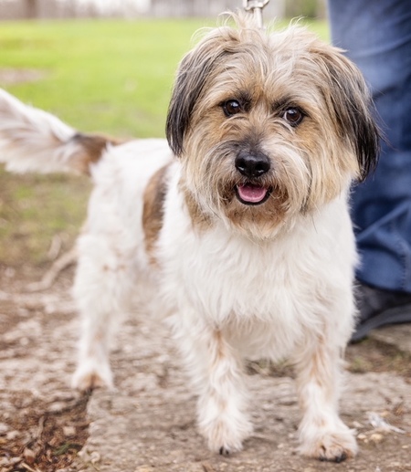 Nachito (Adopt Me)