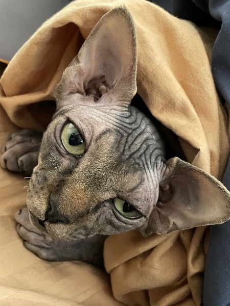 Harriet (the hairless) 