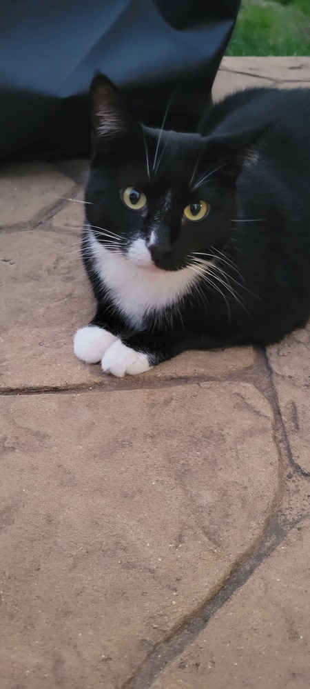 Catniss