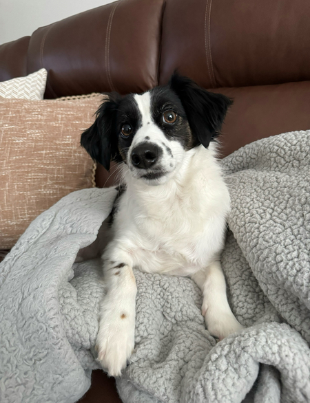 Oreo